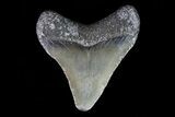 Juvenile Megalodon Tooth - Georgia #75390-1